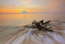 Is Drift Wood Stripped of Nutrients?