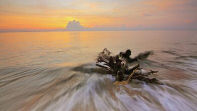 Is Drift Wood Stripped of Nutrients?