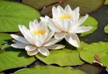 lotus nutrition