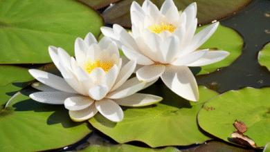 lotus nutrition